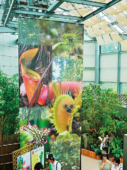 2017年9月10（日）まで、企画展「食虫植物展 もっと知りたい！植物の技」を開催