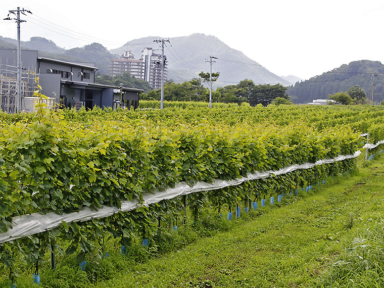 広大な敷地では、全15種類のブドウの木を育てている。2016年より、自社栽培のブドウを使ったワインの生産を開始