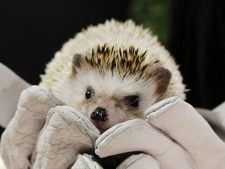 ハリネズミの「うに」。触れ合える動物は、行ってからのお楽しみ!