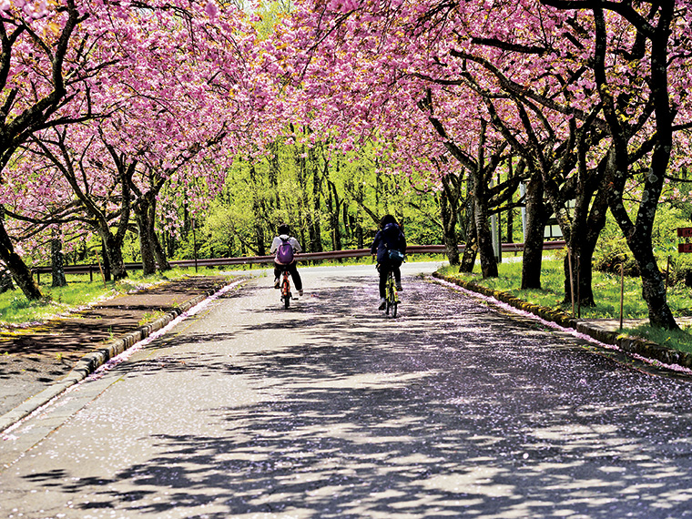 ソメイヨシノは4月中旬、八重桜は5月中旬が見頃で1ヶ月間花見を楽しめる