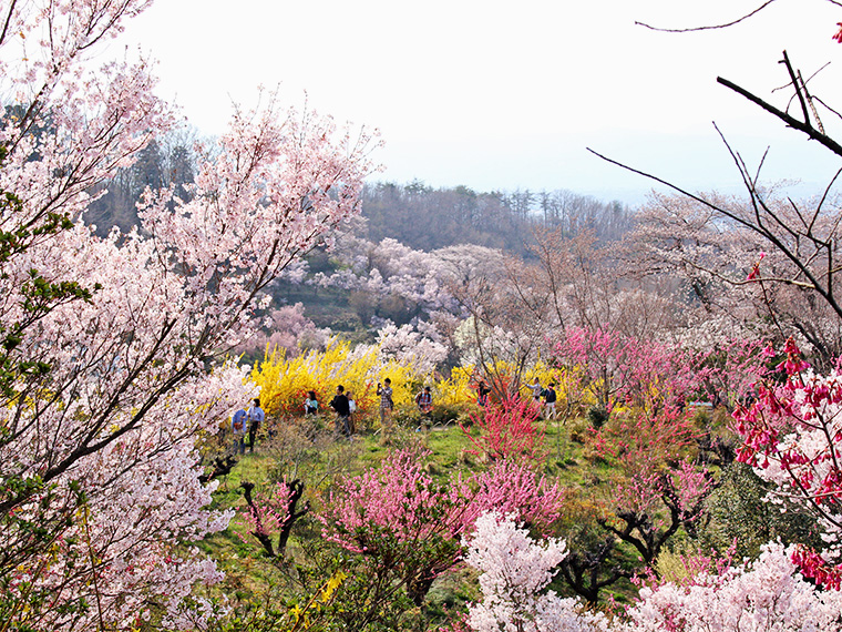 写真家・秋山庄太郎が愛した桃源郷「花見山公園」