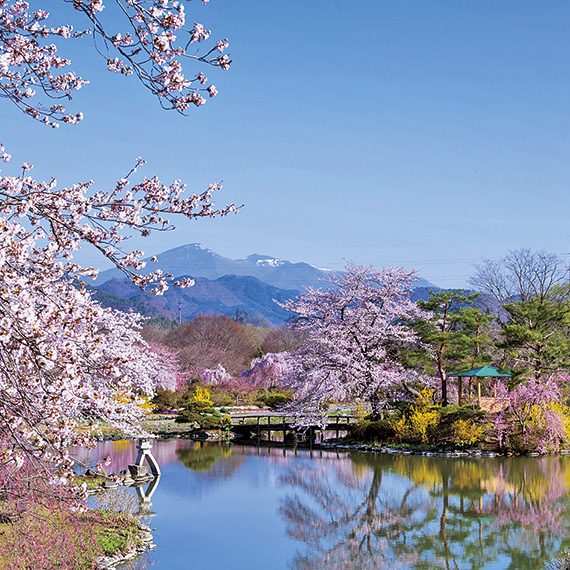 残雪の安達太良山を背景に、桜をはじめレンギョウなどの鮮やかな色彩に心奪われる