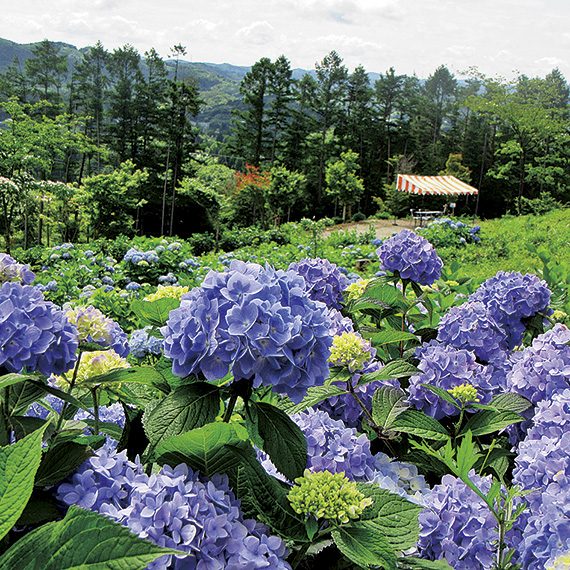 アジサイは7月上旬からが見頃となる。春の芝桜以降も花が楽しめるので、気軽に出かけてみよう