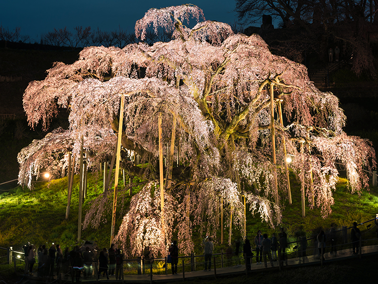 名のある一本桜も！日本三大桜の一つ「三春滝桜」