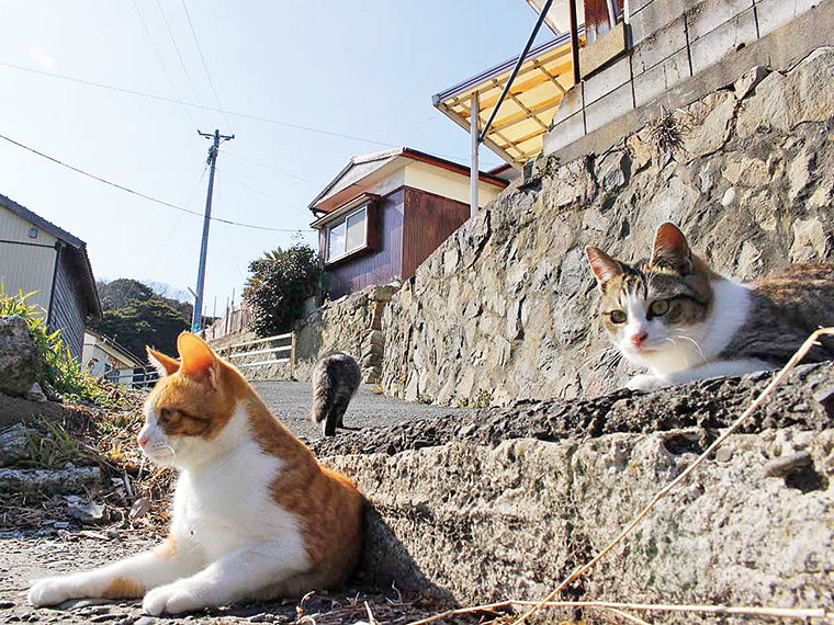 島の至る所に猫!人懐こい子が多い