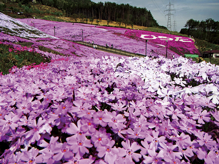 平田村内をやさしく流れていく、清らかな風に揺られる芝桜を愛でる。日常から離れて、心安らぐ時間をここ「ジュピアランドひらた」でゆったりと過ごしてみては