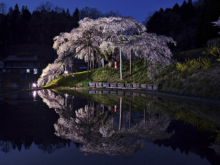 夜間、ライトアップされた「中島の地蔵桜」が手前の水田に映る姿は一見の価値あり