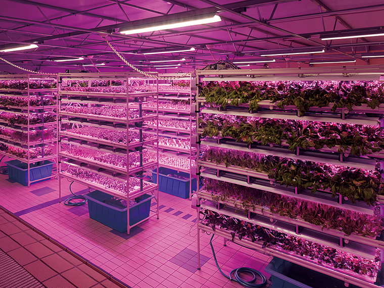 LEDの光と液肥入りの養液で栄養価の高い野菜を育てるサラダ工房。館内栽培なので採れたてが味わえる