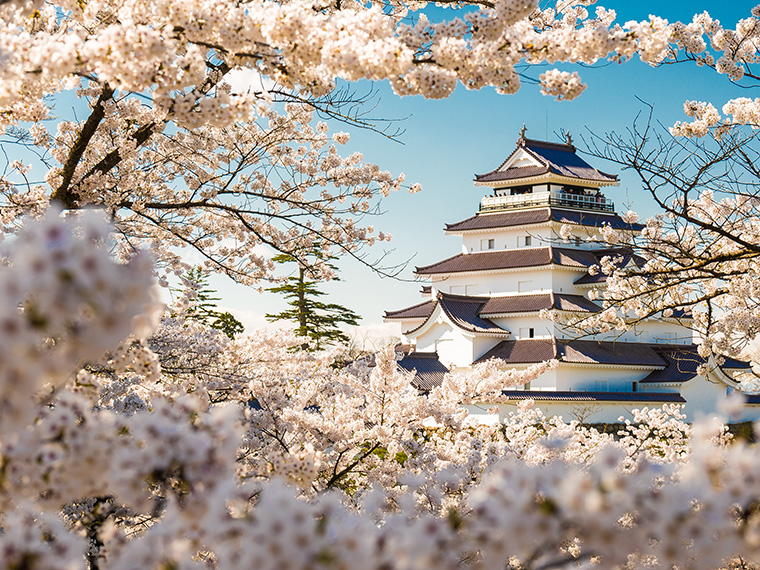 桜の時期は史跡内をライトアップ「鶴ヶ城（会津若松城）」