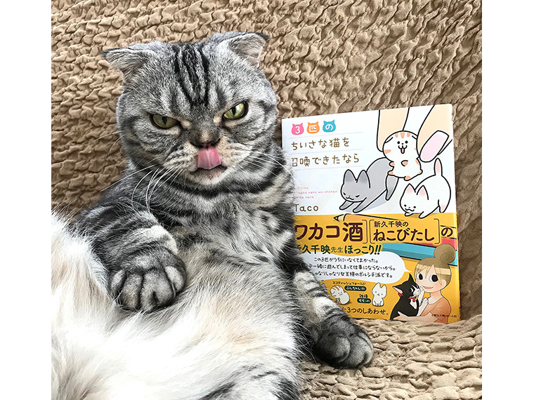 Tacoさんの愛猫・ししまる君もPRしてくれました!