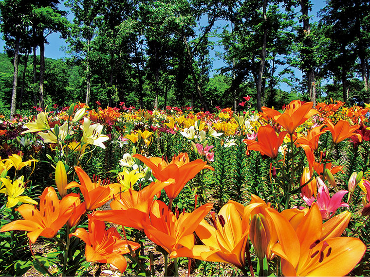 2017年の「ゆり園」の様子。色鮮やかなユリの花々をじっくりと愛でたい