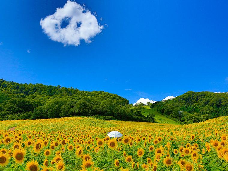 三ノ倉高原ひまわり畑】ひまわりいっぱいの三ノ倉高原で、幸福の鐘を
