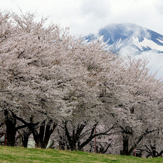 nipponjagaさん（撮影場所：荒川桜づつみ公園）