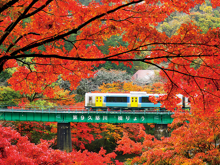 久慈川を渡る電車と矢祭山。四季折々の花々が楽しめる景勝地としても知られている。散策コースが整備され、秋にはもみじが紅色に染まる。見頃は11月初旬から11月下旬