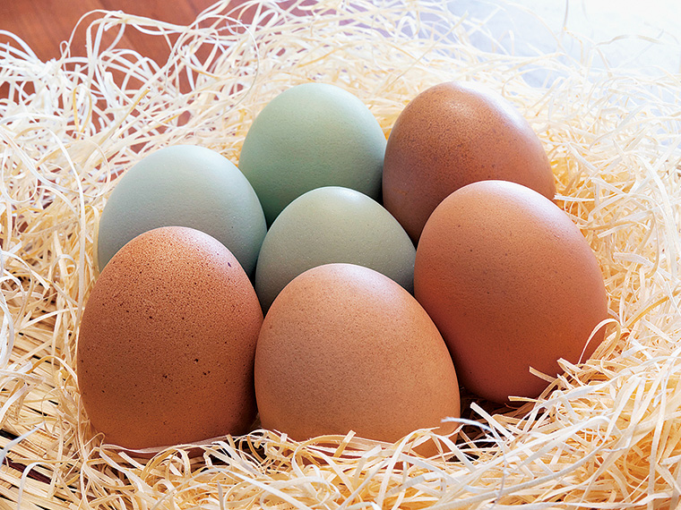 岡田農園で生産している卵は2種類。手前の赤卵が「小町春卵」。奥は希少な「幸せを運ぶ青卵」