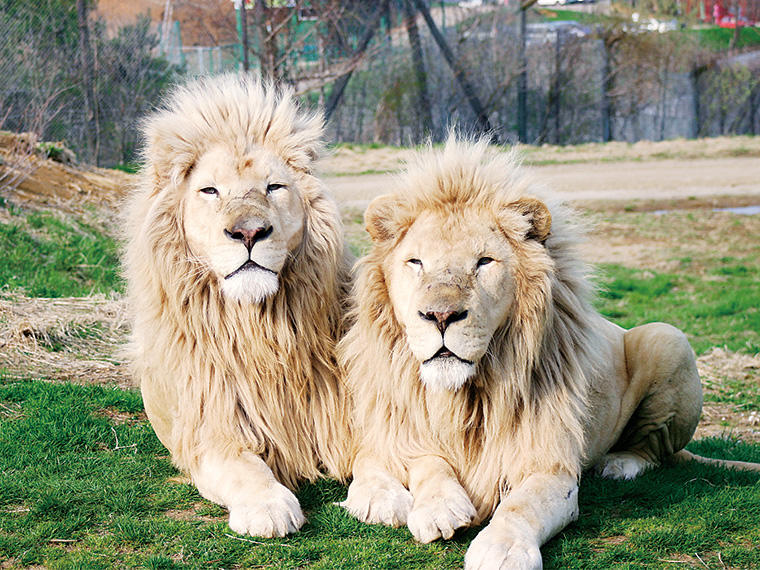 東北サファリパーク】ホワイトライオンはじめ、様々な種類の動物たちと