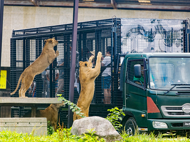 動物たちがすぐそこまで!