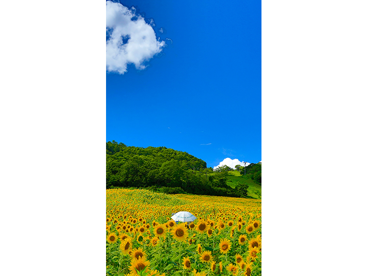画像提供/進和クリエイティブセンター
