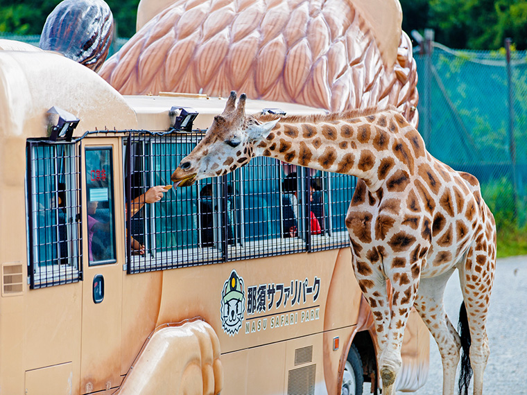 エサを出すと動物たちが寄ってくる