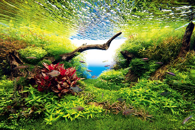 「NATURE AQUARIUM」の水景(イメージ)