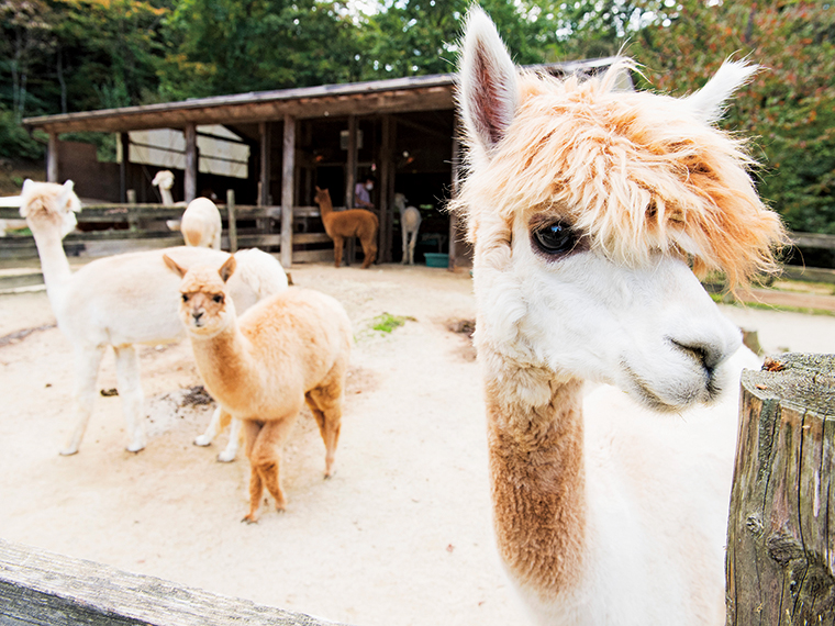 Alpacafe アルパカ牧場 カフェ アルパカフェ 日刊シティ情報ふくしまweb グルメ イベント おでかけ 福島の街ネタをご紹介