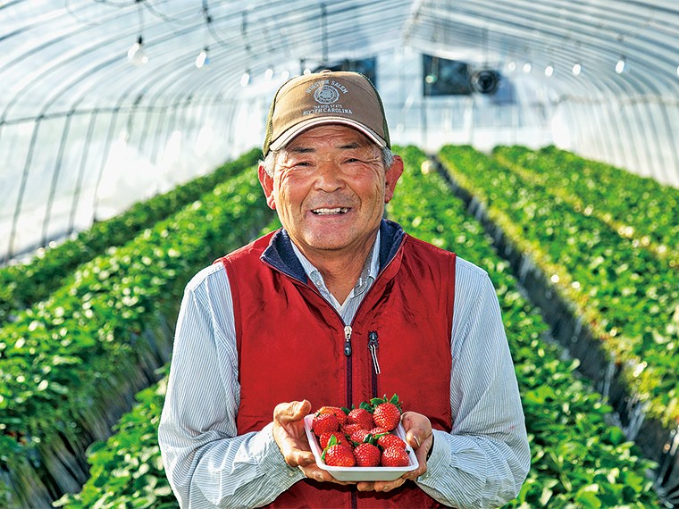 イチゴ農家の小松一郎さん。地面には光合成を促すため、炭酸ガスを苗に送り込むビニールのチューブを設置。上質なイチゴを作るための独自の工夫だという