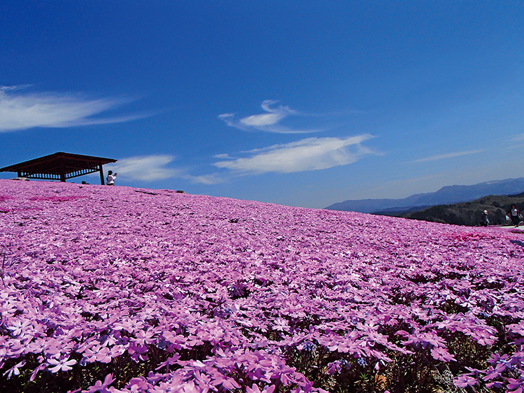 広大な敷地内に芝桜の絨毯が広がる。「東京スカイツリー」と同じ高さ634mの展望デッキ「ジュピアランドひらた634」のほか、伝統文化等保存伝習施設「樹里庵」（入場無料）もある