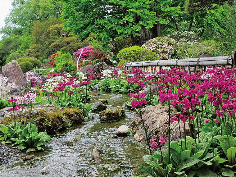 可憐な花を付けたクリンソウの群落は、5月中旬見頃を迎え幻想的な空間を作り出す