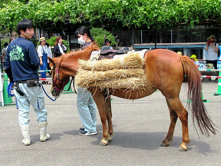 対州馬
