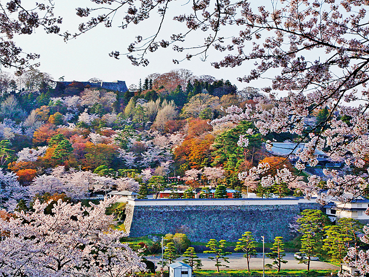 ソメイヨシノなど約2,500本の桜が咲き並ぶ