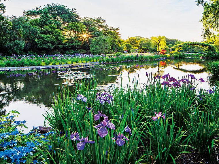 6月中旬から、30万本もの花菖蒲が一斉に咲き乱れ、池の周囲を華やかに彩る