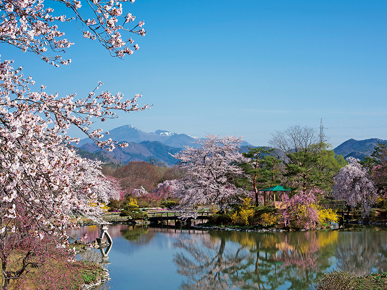 まだ雪を残す安達太良山を背景に咲く満開の桜。合間には色鮮やかなレンギョウが彩りを添える。水面に映し出される景色にも心奪われる