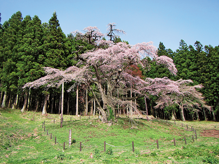 村の天然記念物に指定されている樹齢550年以上のエドヒガン「岩倉桜」。周囲に張り出す枝から淡いピンクの花が流れるように咲く