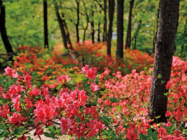 4月下旬にはハナモモや八重桜、ヤマツツジなどが見頃を迎える。濃淡さまざまなピンク色と里山の新緑が見事なコントラストを作り出す