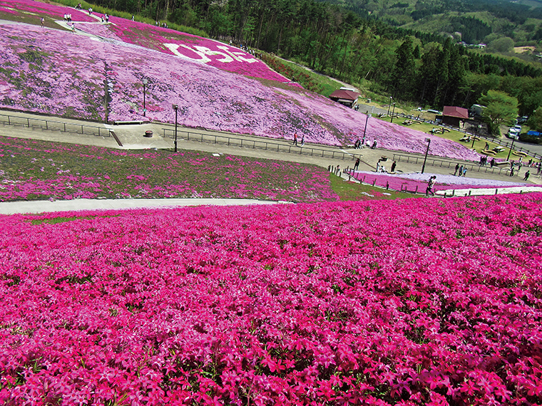 鮮やかなピンク色に白で「ひらた」の文字やハート形に植えられた芝桜もある