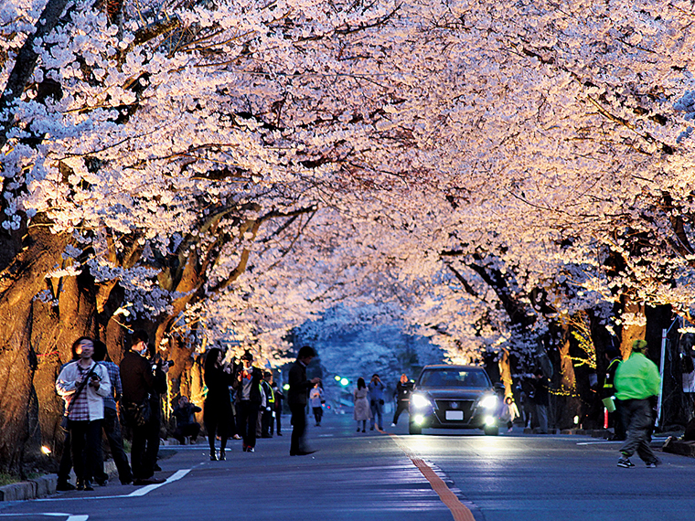 【見頃】3月下旬～4月上旬（写真提供／とみおかプラス）