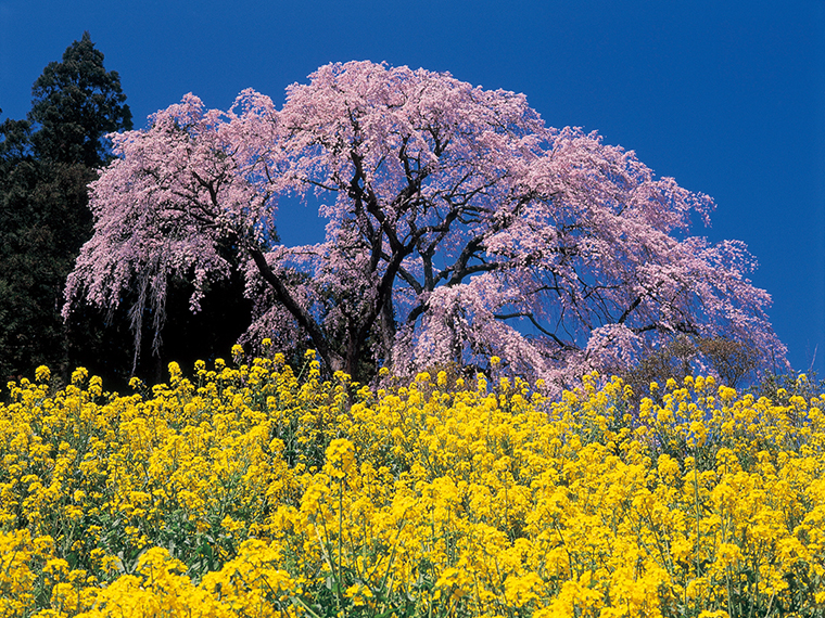 「三春滝桜」の孫ともいわれる「合戦場のしだれ桜」。満開の時には、多くのカメラマンが訪れます