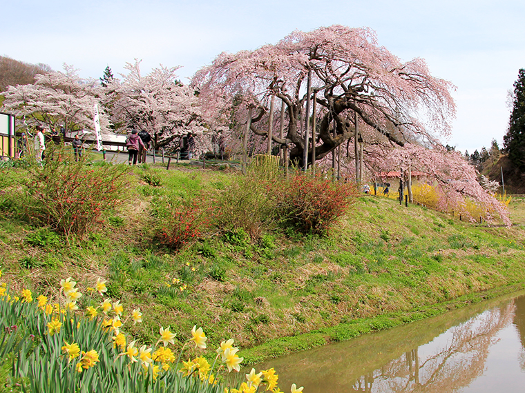 手前にある水田に桜が写りこむ様も美しい「中島の地蔵桜」、場所は二本松市針道（旧東和町）にあります