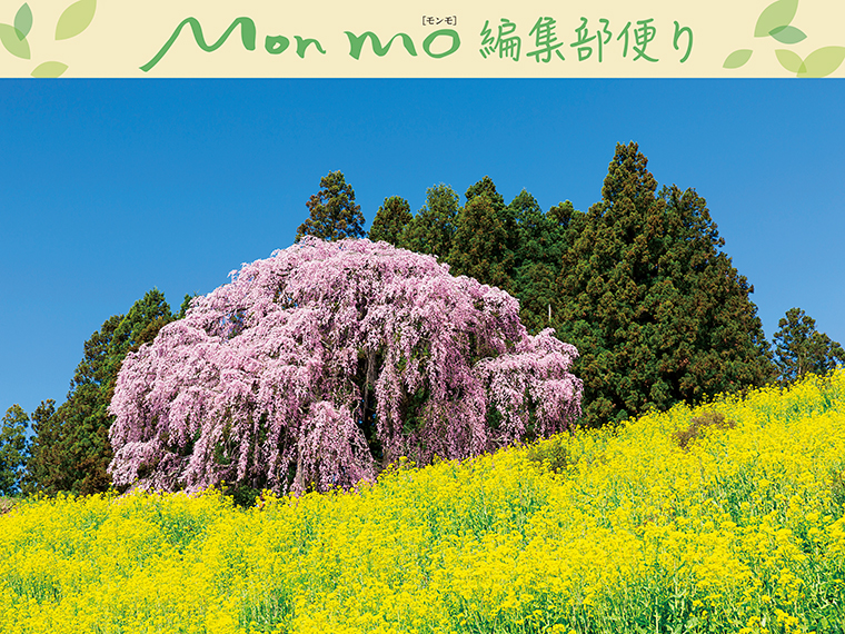 モンモ編集部だより】桜と花の情報を61ヵ所も掲載！「モンモ春号」3月