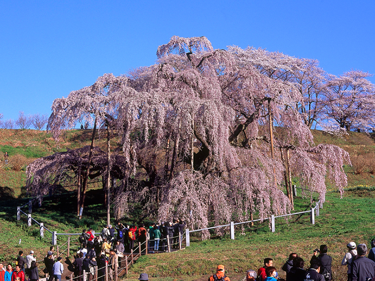 樹齢1,000年以上とも言われる「三春滝桜」。大正11年に国の天然記念物に指定された雄大な姿をたたえる巨木