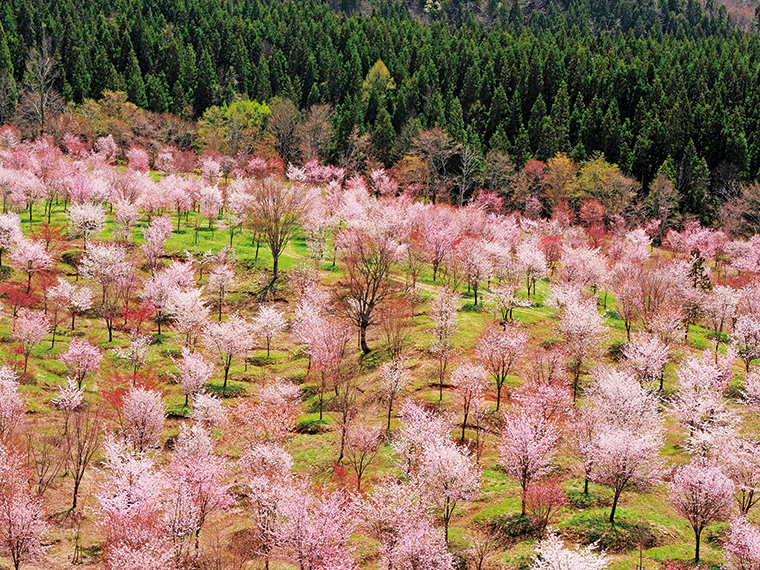 【見頃】4月下旬～5月上旬