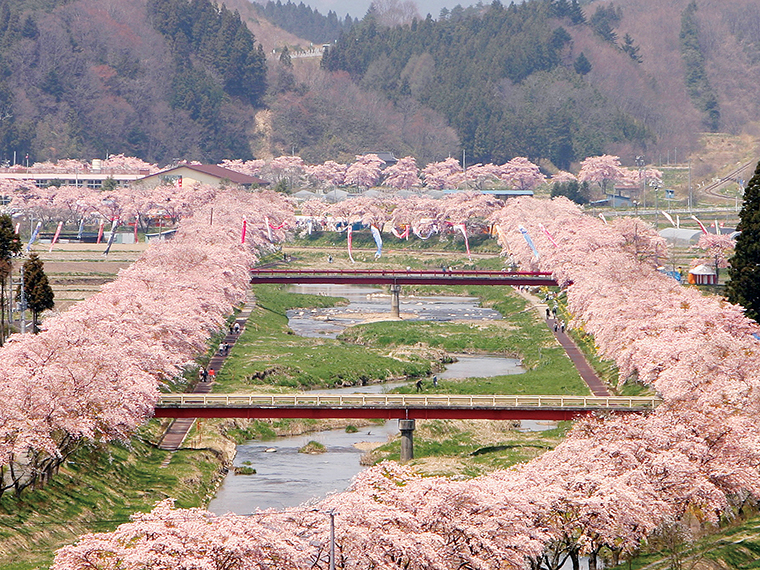 【見頃】4月中旬～下旬（写真提供／小野町観光協会）