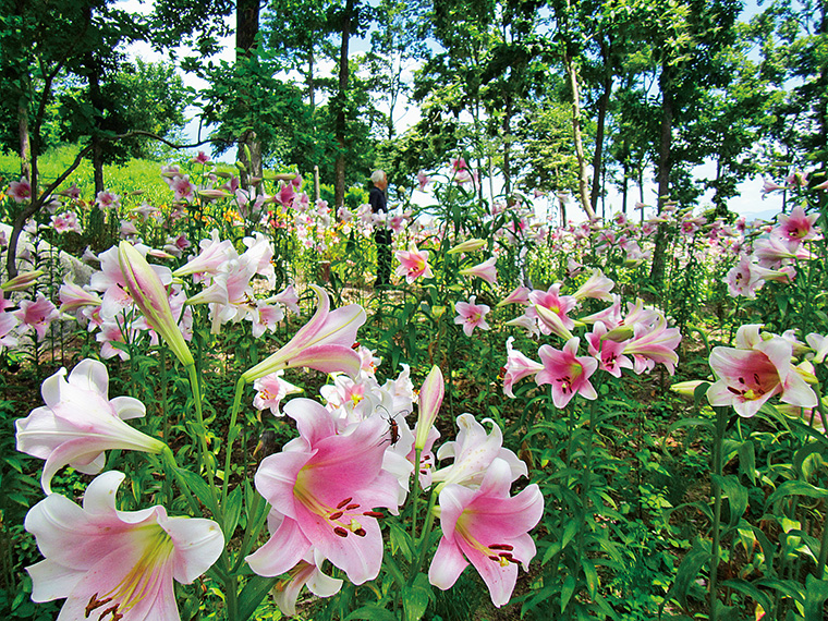 大輪の花をつけるユリは華やかな香りも魅力