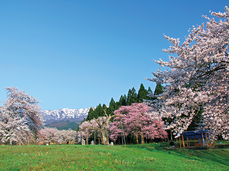 古くから、桜の開花が農作業のはじまりを告げるといわれていたことから、人々の生活に根付いており、現在も樹齢500年を超える桜が白鷹町内各所に点在