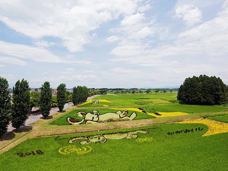2018年の田んぼアート。テーマは「ウサギとカメ」