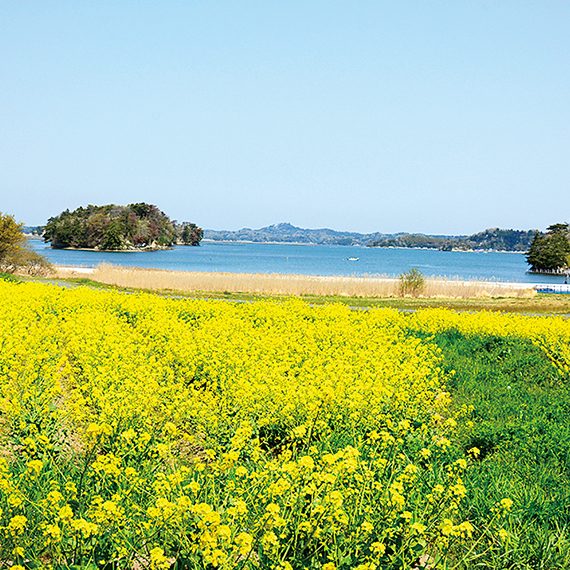 「さとはま縄文の里史跡公園」。4月下旬頃には美しい菜の花畑が広がる