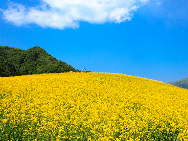 「三ノ倉高原」の菜の花畑【写真提供/喜多方市熱塩加納総合支所 産業建設課】