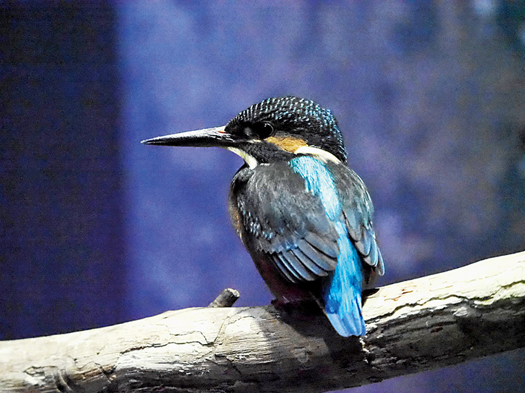 水族館の名前にもあるカワセミは昨年から展示を開始し、人気を博している