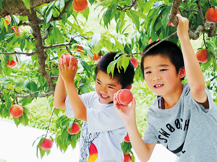 【2019年8月4日（日）・11日（祝）・18日（日）】桃のもぎとり体験 in小国