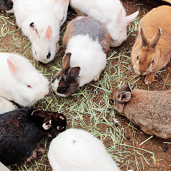 「動物ふれあいコーナー」では、うさぎやリスなど7種類以上のかわいらしい動物たちが待っているよ!